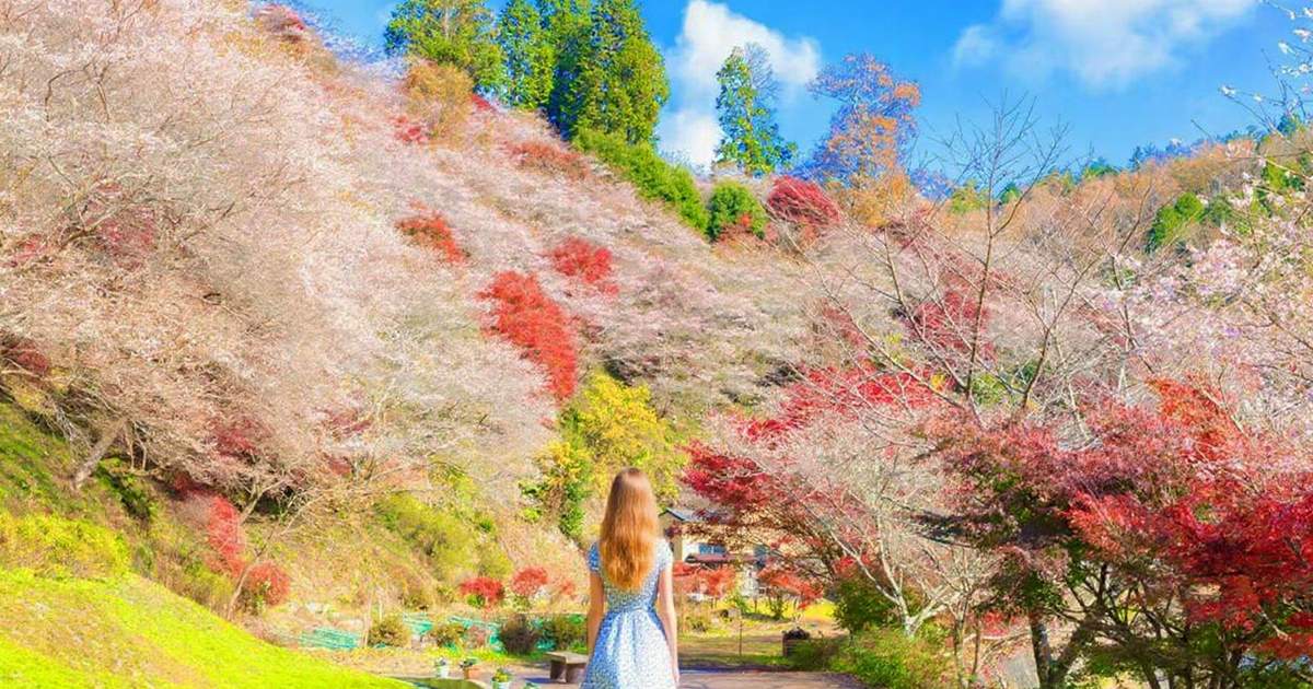ぎふ紅葉シーズン：永保寺山と香蘭渓の日帰りツアー「桜と紅葉
